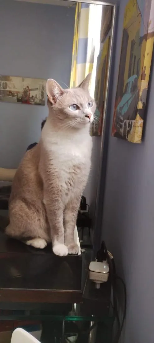 Gato raça SRD-ViraLata idade 4 anos nome Amora