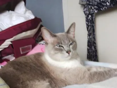 Gato raça SRD-ViraLata idade 4 anos nome Amora