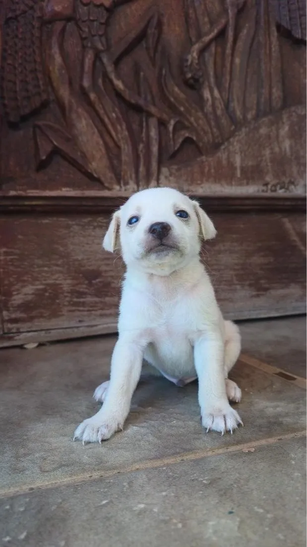 Cachorro raça SRD-ViraLata idade Abaixo de 2 meses nome De sua escolha