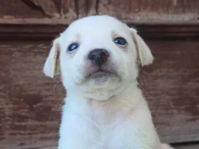 Cachorro raça SRD-ViraLata idade Abaixo de 2 meses nome De sua escolha
