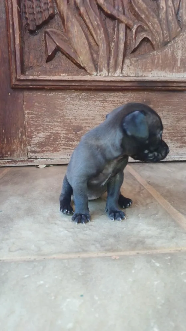 Cachorro raça SRD-ViraLata idade Abaixo de 2 meses nome Escolha