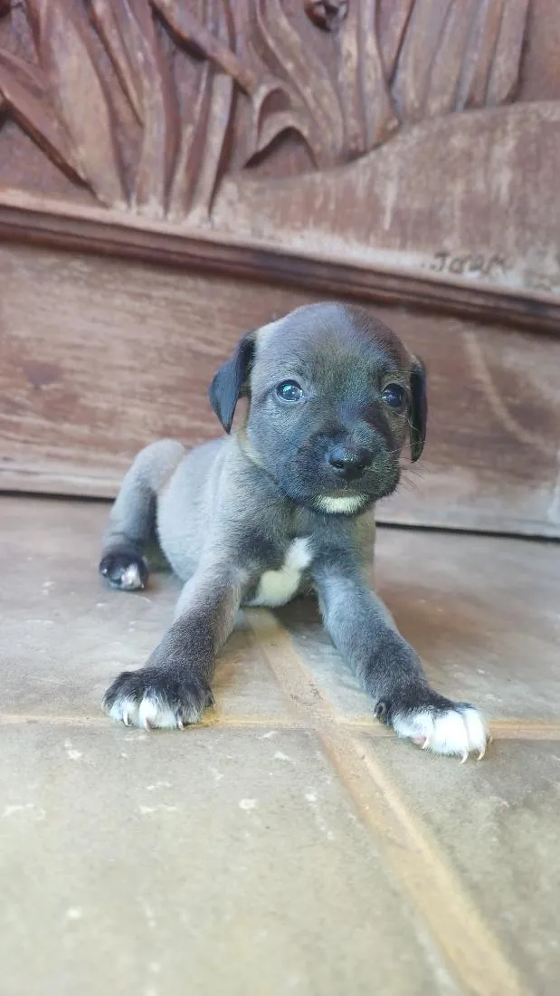 Cachorro raça SRD-ViraLata idade Abaixo de 2 meses nome Escolha