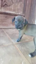 Escolha