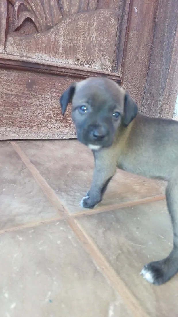 Cachorro raça SRD-ViraLata idade Abaixo de 2 meses nome Escolha