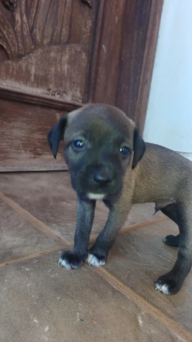 Cachorro raça SRD-ViraLata idade Abaixo de 2 meses nome Escolha