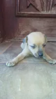 Escolha