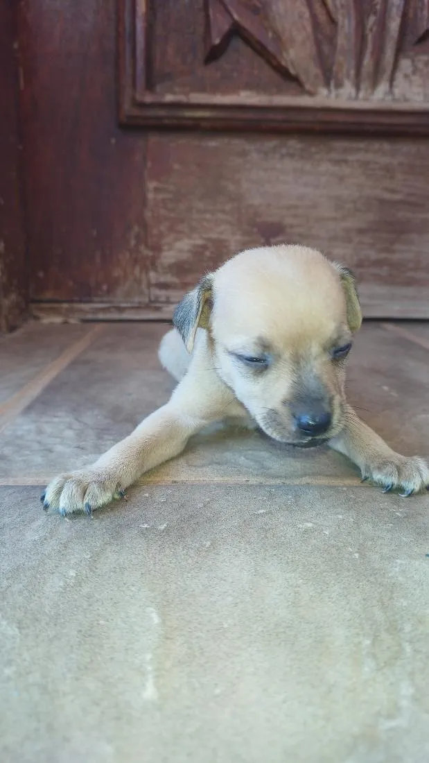 Cachorro raça SRD-ViraLata idade Abaixo de 2 meses nome Escolha