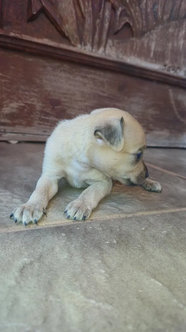 Cachorro raça SRD-ViraLata idade Abaixo de 2 meses nome Escolha