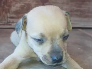 Cachorro raça SRD-ViraLata idade Abaixo de 2 meses nome Escolha