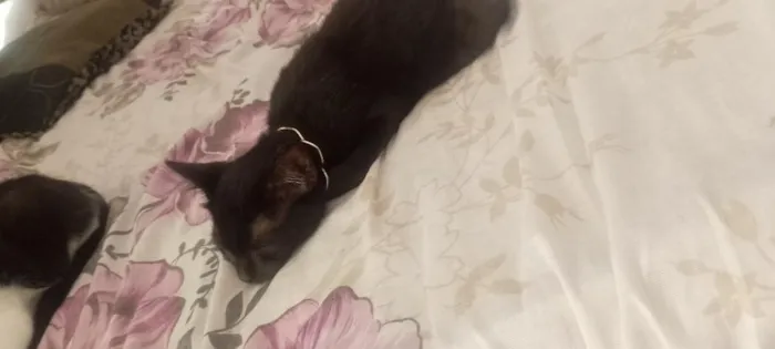 Gato raça SRD-ViraLata idade 7 a 11 meses nome Perigo
