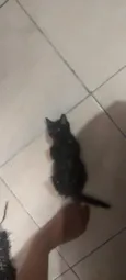 Perigo