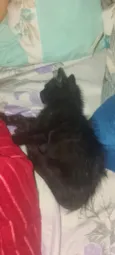 Perigo