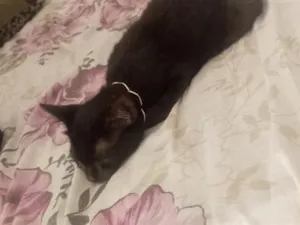 Gato raça SRD-ViraLata idade 7 a 11 meses nome Perigo