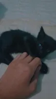 pretinha