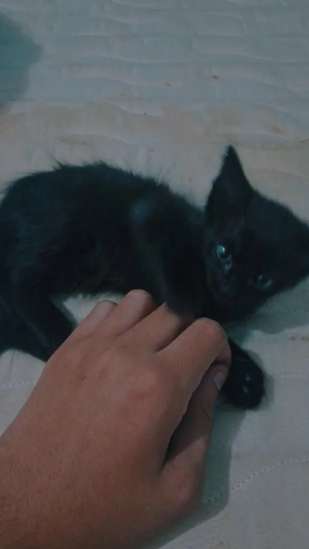 Gato raça SRD-ViraLata idade Abaixo de 2 meses nome pretinha