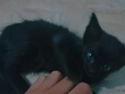 Gato raça SRD-ViraLata idade Abaixo de 2 meses nome pretinha