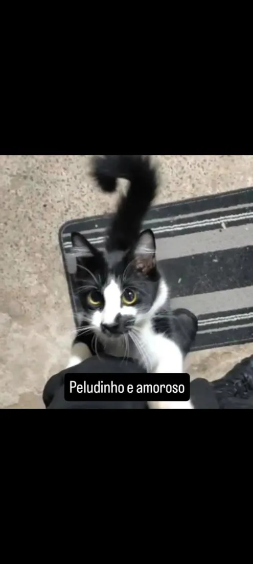 Gato raça SRD-ViraLata idade 1 ano nome Fred