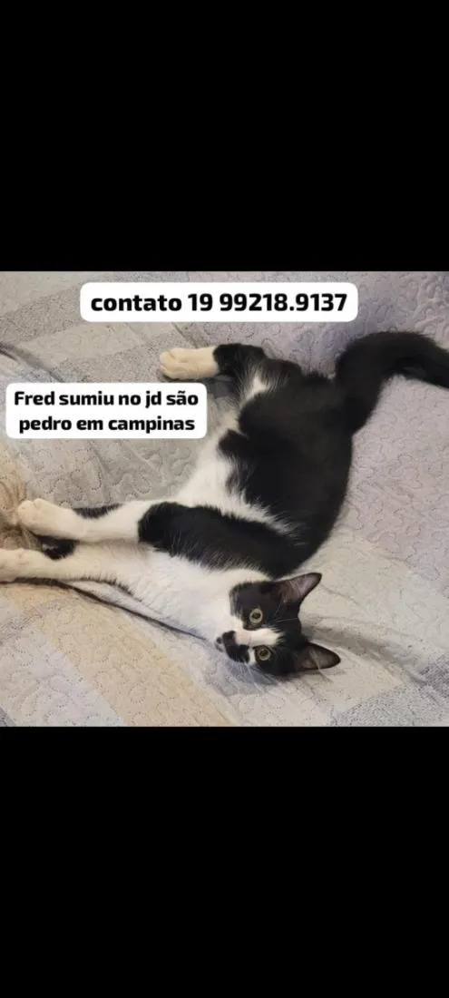 Gato raça SRD-ViraLata idade 1 ano nome Fred