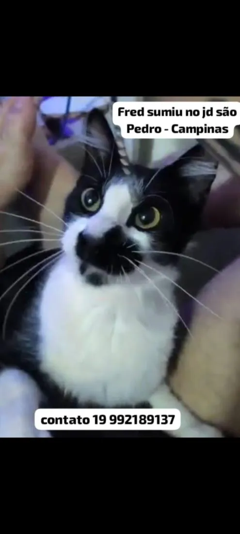 Gato raça SRD-ViraLata idade 1 ano nome Fred