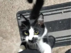 Gato raça SRD-ViraLata idade 1 ano nome Fred