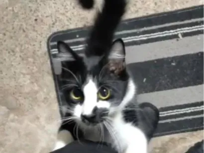 Gato raça SRD-ViraLata idade 1 ano nome Fred