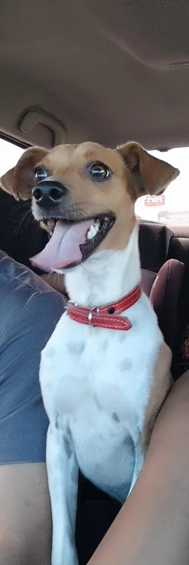 Cachorro raça SRD-ViraLata idade 1 ano nome bingo