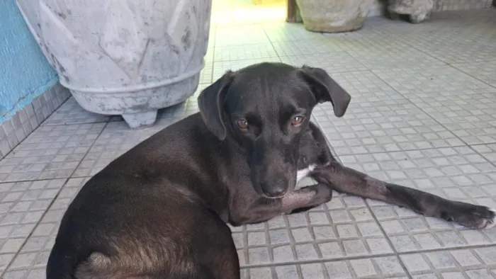 Cachorro raça SRD-ViraLata idade 1 ano nome Falar com Marlon - Whats 13 97402-1441