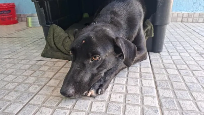 Cachorro raça SRD-ViraLata idade 1 ano nome Falar com Marlon - Whats 13 97402-1441