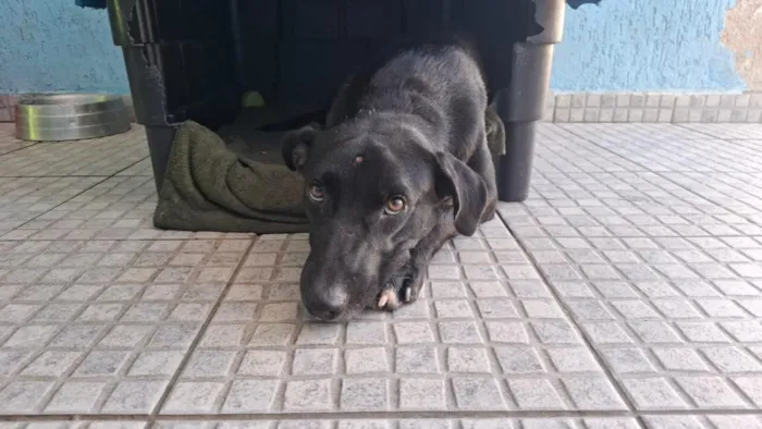 Cachorro raça SRD-ViraLata idade 1 ano nome Falar com Marlon - Whats 13 97402-1441