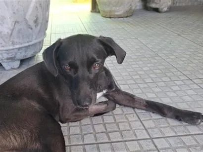 Cachorro raça SRD-ViraLata idade 1 ano nome Falar com Marlon - Whats 13 97402-1441