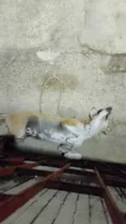 Lu