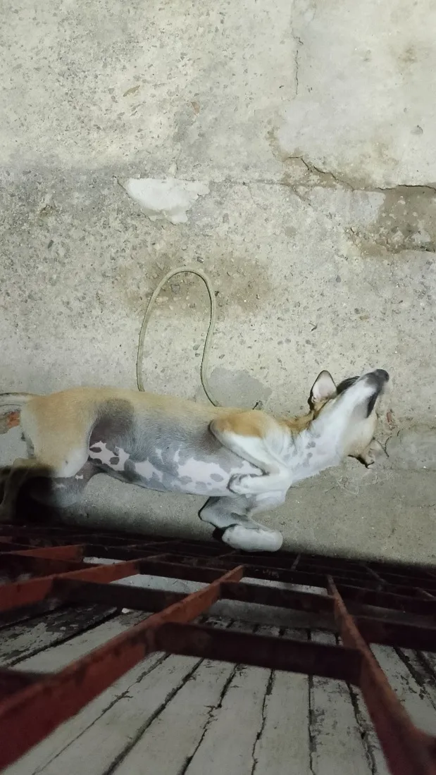 Cachorro raça SRD-ViraLata idade 1 ano nome Lu