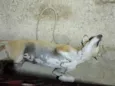 Lu