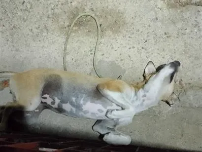 Cachorro raça SRD-ViraLata idade 1 ano nome Lu