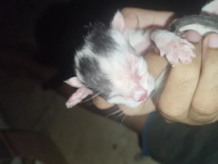 Gato raça SRD-ViraLata idade Abaixo de 2 meses nome sem nome