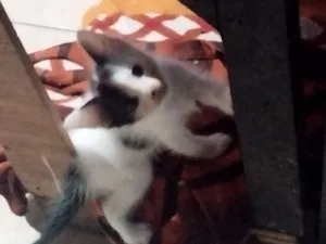 Gato raça SRD-ViraLata idade Abaixo de 2 meses nome sem nome