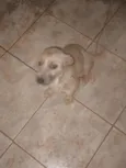 Chica