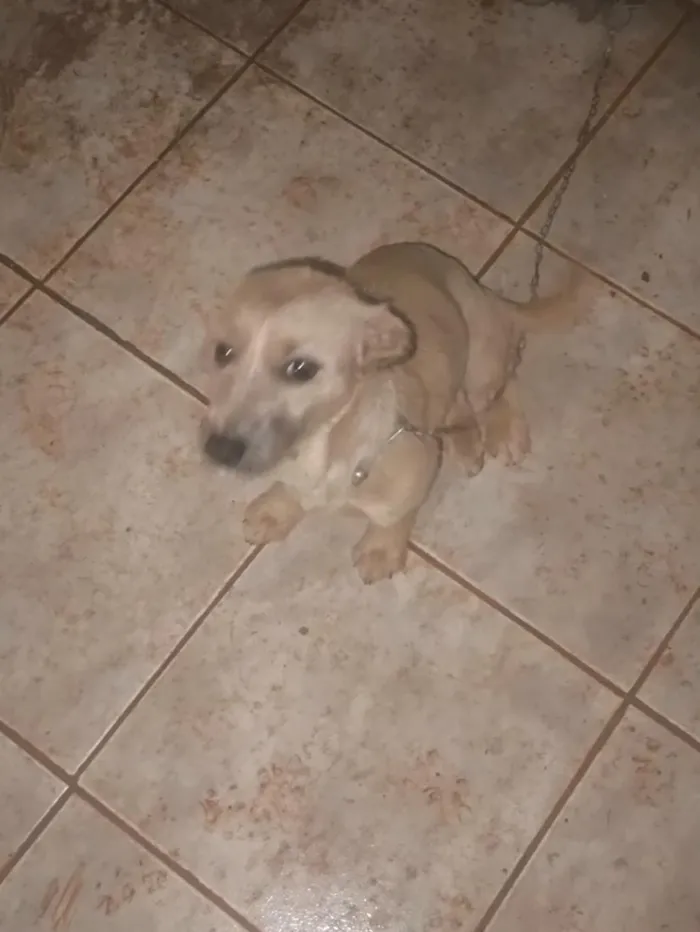 Cachorro raça SRD-ViraLata idade 1 ano nome Chica