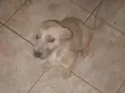 Chica