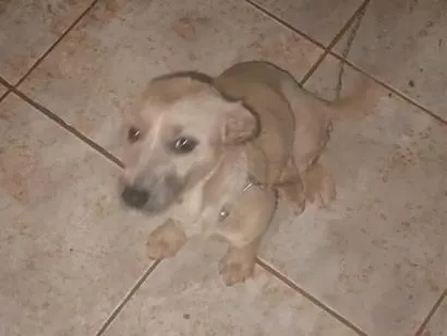 Cachorro raça SRD-ViraLata idade 1 ano nome Chica