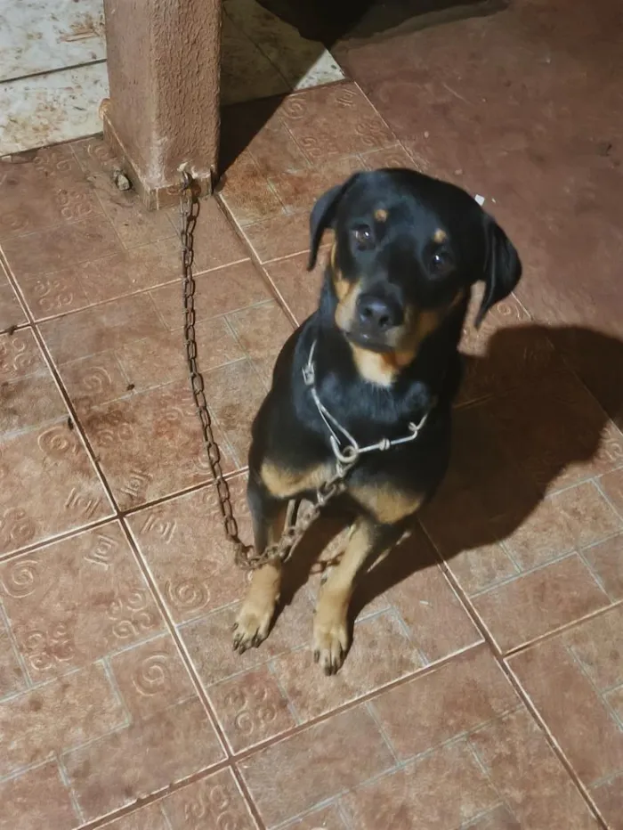 Cachorro raça SRD-ViraLata idade 2 anos nome Hyunsu