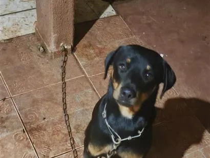 Cachorro raça SRD-ViraLata idade 2 anos nome Hyunsu