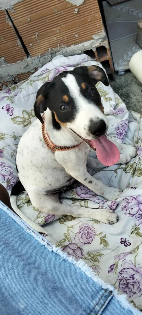 Cachorro raça SRD-ViraLata idade 2 a 6 meses nome Nike