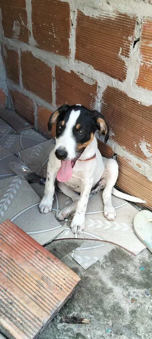 Cachorro raça SRD-ViraLata idade 2 a 6 meses nome Nike