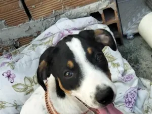 Cachorro raça SRD-ViraLata idade 2 a 6 meses nome Nike