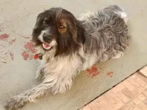 Cachorro raça SRD-ViraLata idade 1 ano nome Mayla