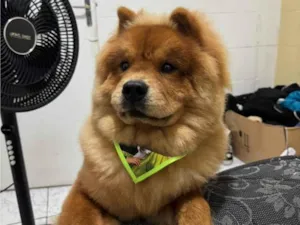 Cachorro raça SRD-ViraLata idade 7 a 11 meses nome Zeca