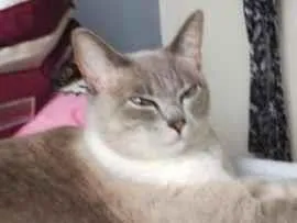 Gato raça SRD-ViraLata idade 4 anos nome Amora