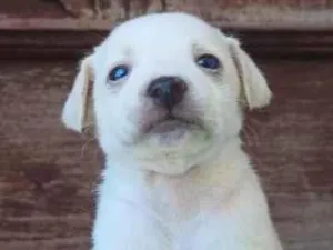 Cachorro raça SRD-ViraLata idade Abaixo de 2 meses nome De sua escolha