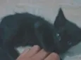 pretinha